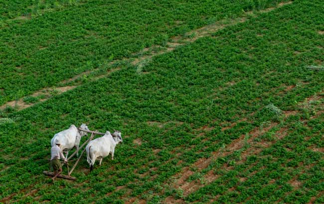 farmer plowing green fields