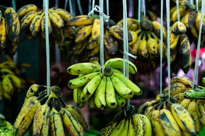 Bananas hanging by strings under fluorescent lighting.