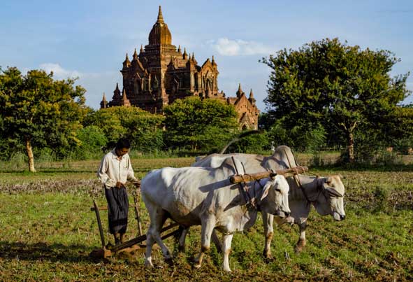 Farmer plowing in field of foreground, with temple in back.