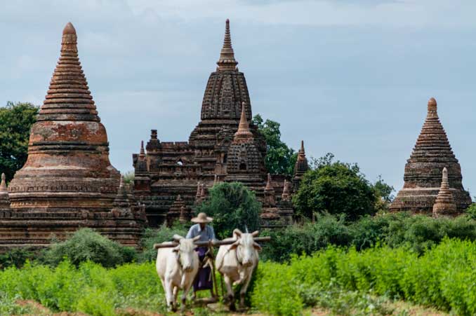 Farmer plowing field in front of temples.