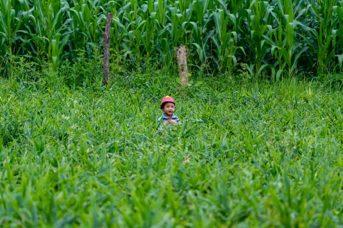 Little boy hiding in field.