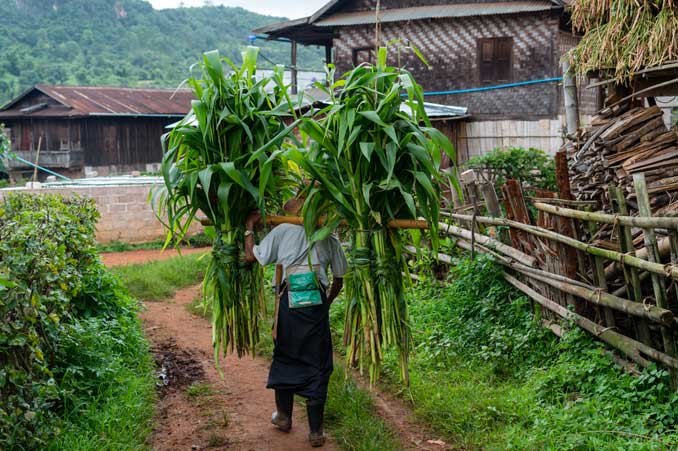 Man carrying basket of tall corn stalks on shoulders.