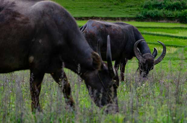 Oxen grazing in field.