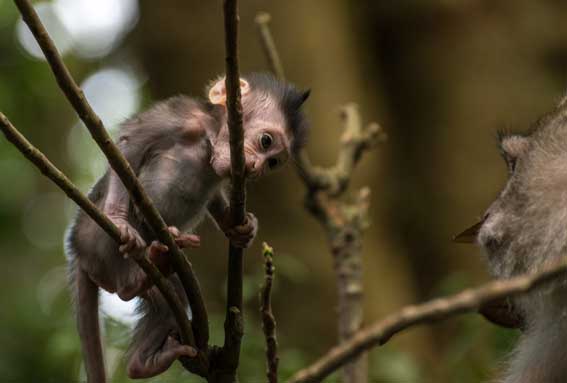 Baby Macaque staring down at its parent.