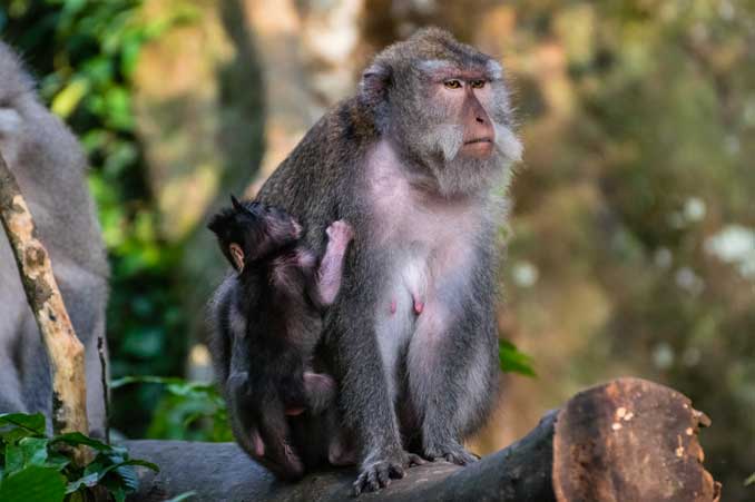 Baby Macaque hanging onto its mother.