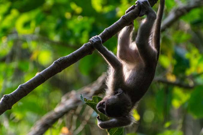 Baby Macaque monkey hanging from a branch.