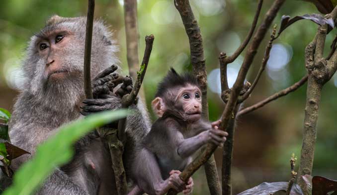 Baby Macaque with parent, hanging out in a tree.