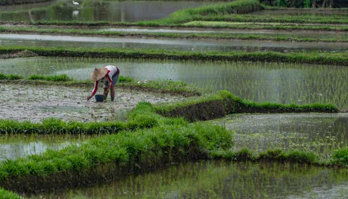 Woman tending to rice field.