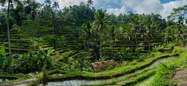 Tegalalang rice fields in Bali.