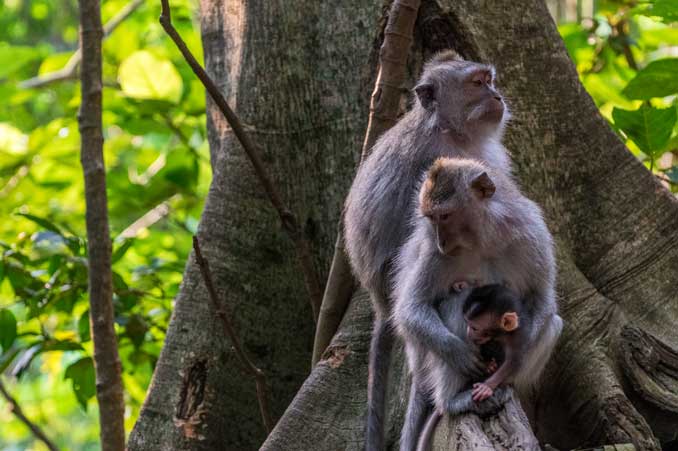 Three Macaque monkeys hanging in the Ubud Monkey Forest.