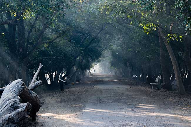 Rays of light shining through bharatpur forest.