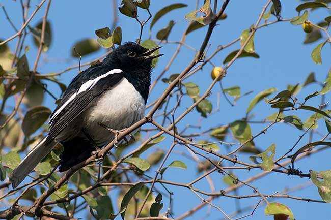 Bird in Keoladeo National Park.