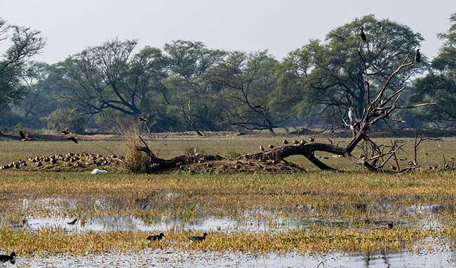 Panorama of assortment of birds.