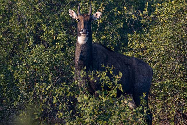 Blue bull on the edge of the forest.