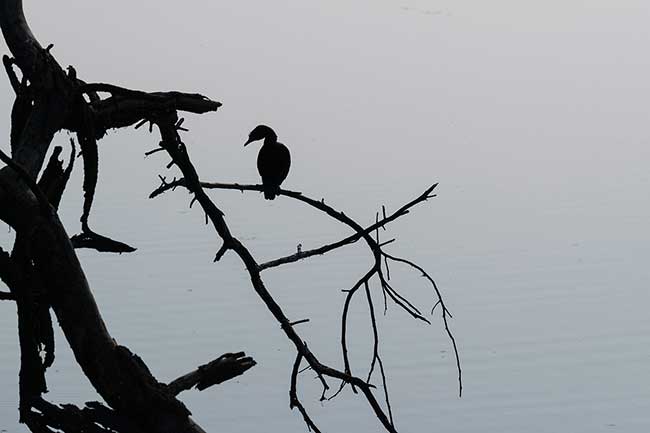 Little cormorant sitting on a branch over a pond.