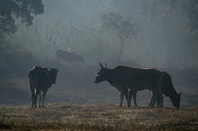 Family of cows in the morning haze.