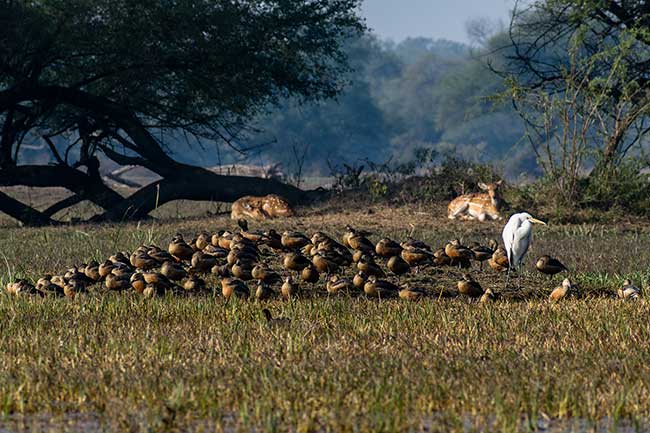 Island of or ducks and stork.