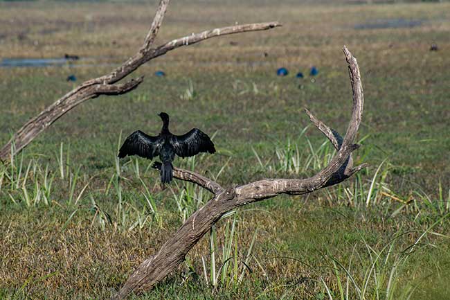 Little cormorant drying out its wings in a branch.