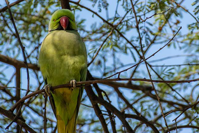 Parakeet sitting in a tree.