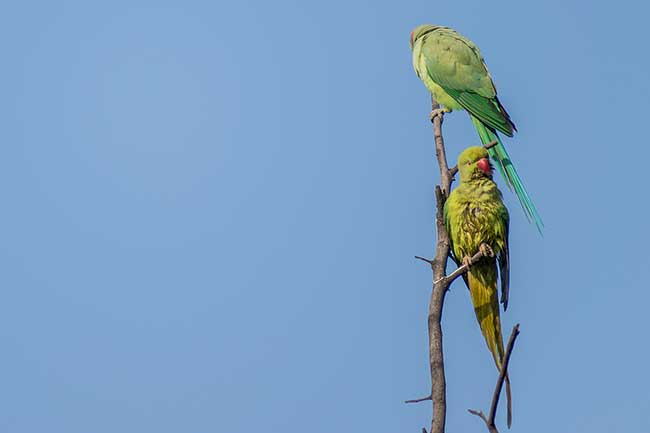 Two ring-necked parakeets.