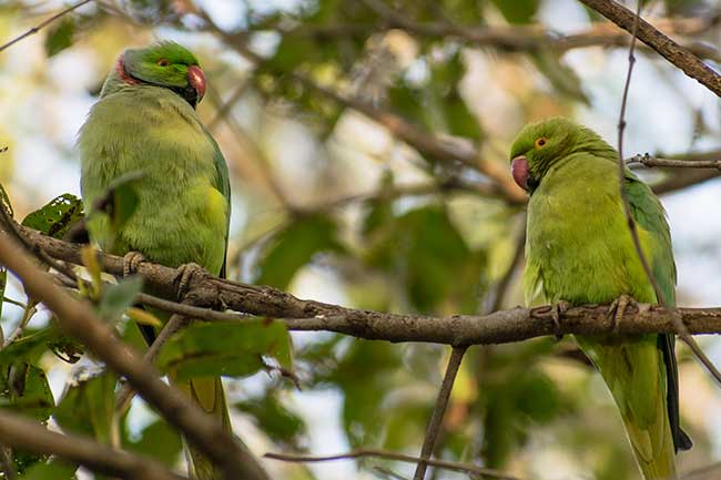 Two ring-necked parakeets in a tree above.