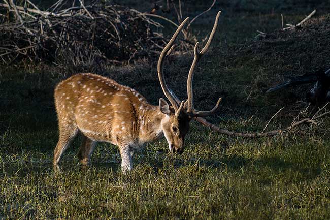 Juvenile sambar deer in the marsh.