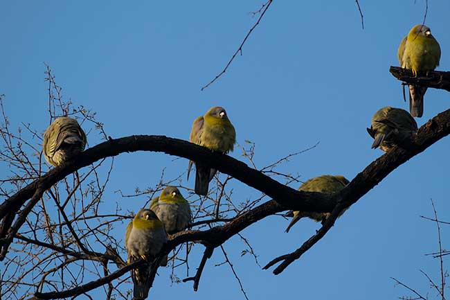 Group of yellow-footed pigeons.