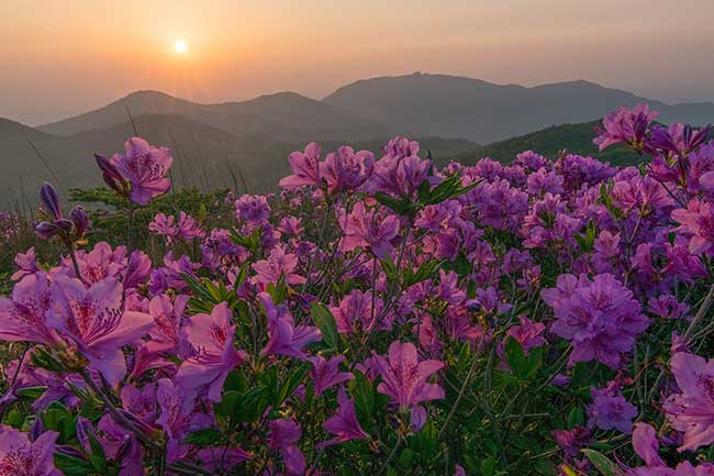 Sunset over Azaleas.