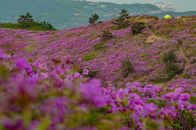 Field of azaleas.