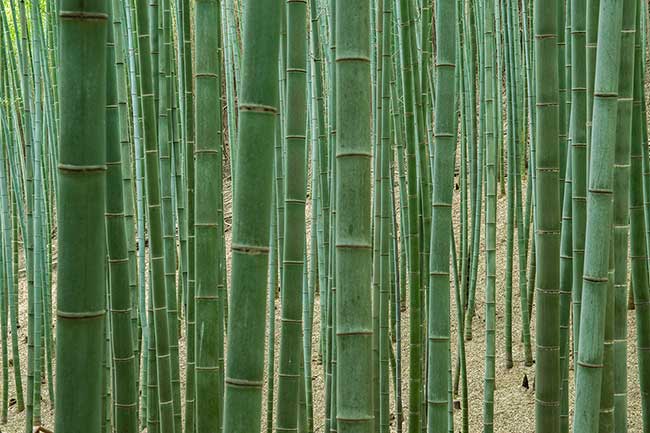 Bamboo Forest.