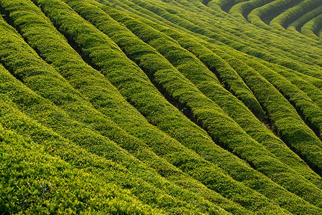 Wave in green tea fields.