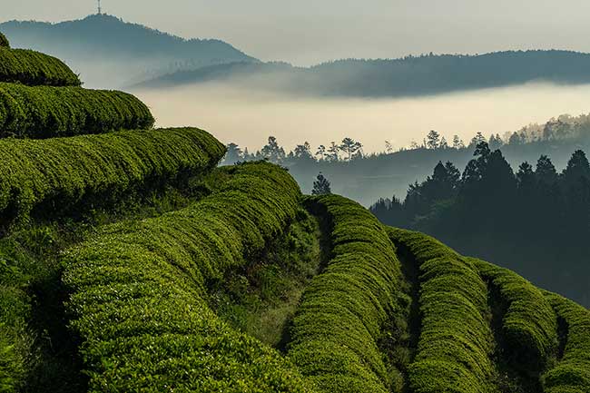 Edge of Green Tea Fields.