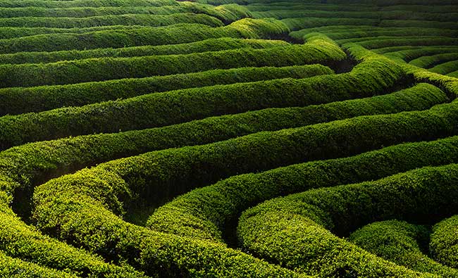 Morning light on waves of green tea rows.