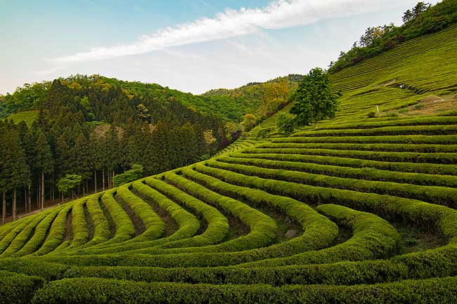 The Green Tea Fields.