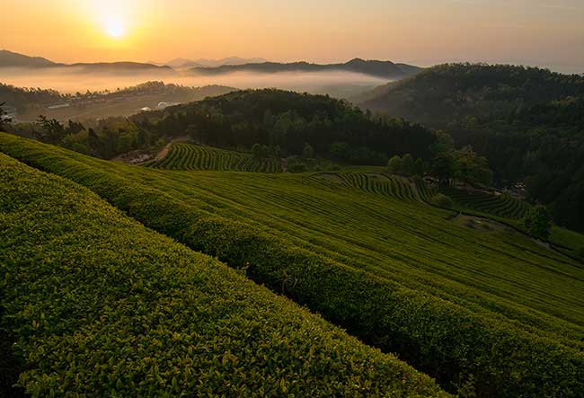 Sunrise over Green Tea Fields.