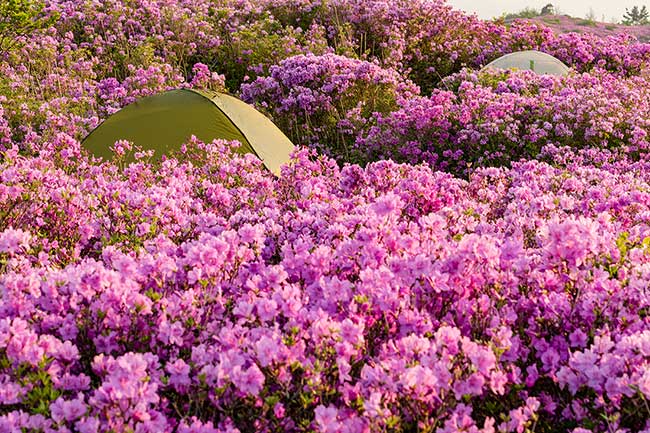 Two tents in field of Azaleas.