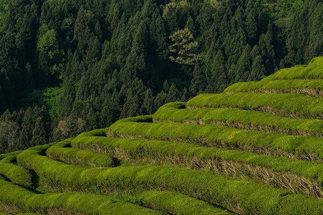 Green tea fields with forest background.