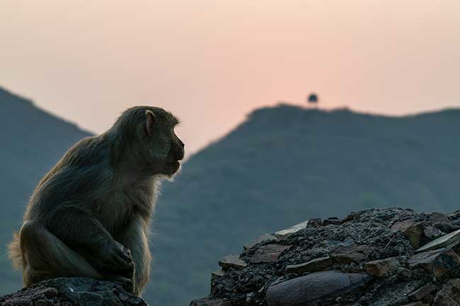 Monkey on stone ledge at sunset.