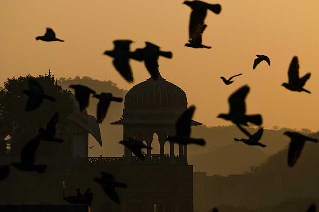 Birds in front of Jal Mahal.