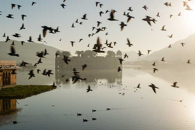 Flock of birds in front of fort.