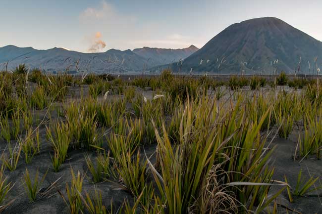 Wide angle shot of grass and Mount Bromo.