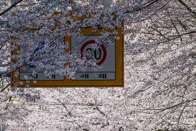 Street sign covered by cherry blossoms.