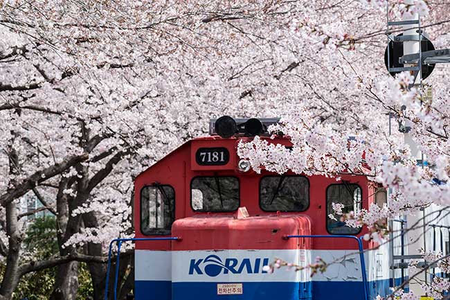 Cherry blossoms in front of train.