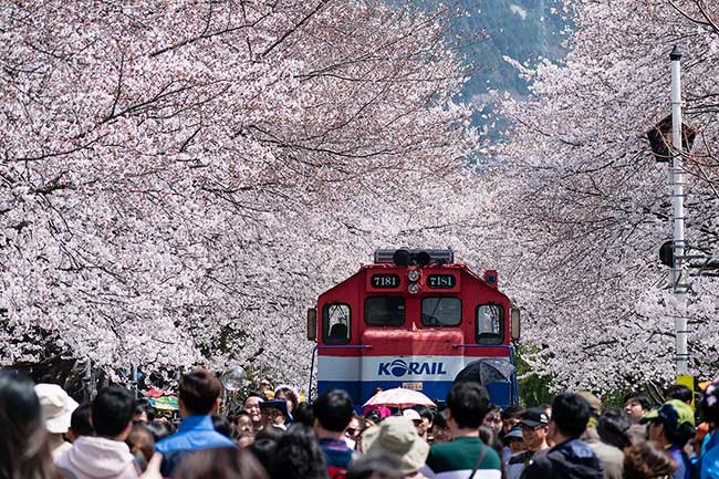 Cherry Blossoms.