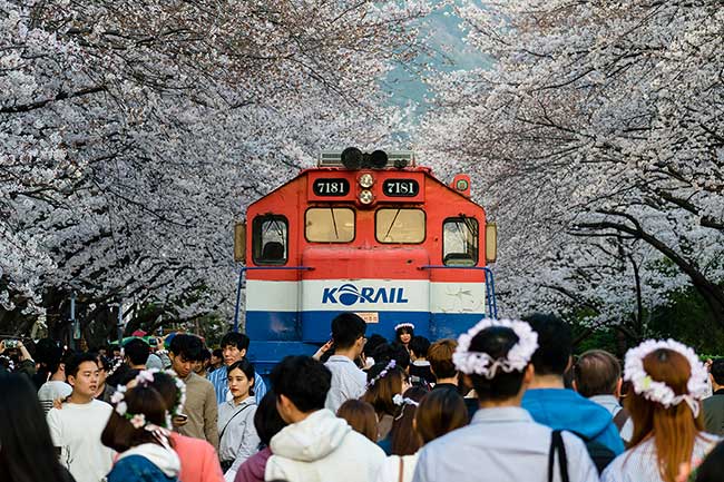 Cherry blossoms with crowd.