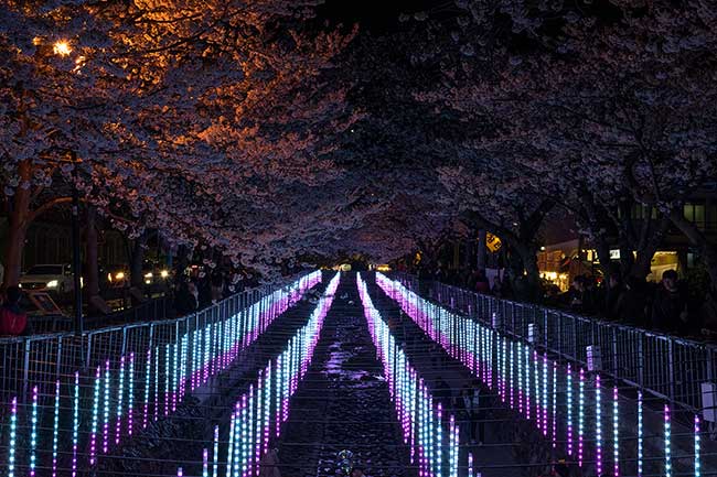 Cherry blossoms light up by LEDs.