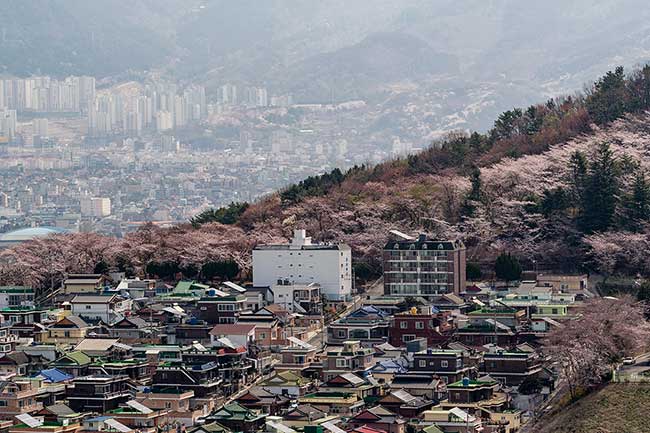 Cherry blossom covered hill in foreground.