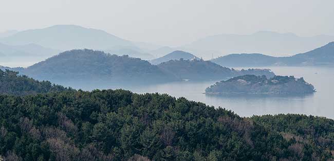 Forest with foggy ocean in background.