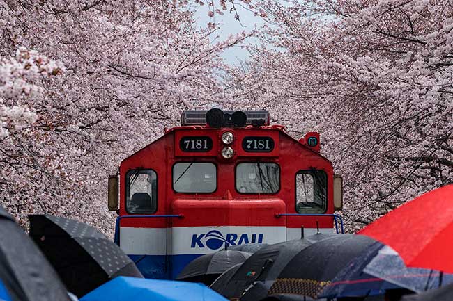 Umbrellas around Train.