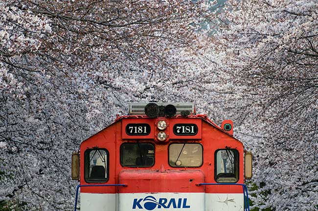 Train surrounded by cherry blossoms.